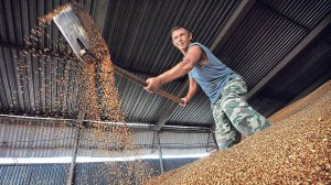 Импорт российского зерна в Турцию оказался под угрозой