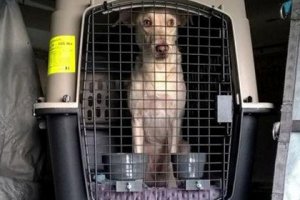 Пса-наркокурьера с 10 килограммами героина поймали в аэропорту Нью-Йорка