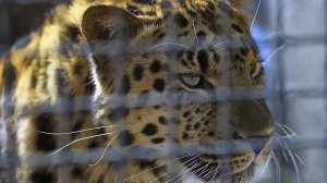 Минприроды составляет список разрешенных для содержания в городах видов