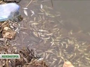 Полиция нашла мужчину, слившего в Енисей в Красноярском крае две тонны нефтепродуктов