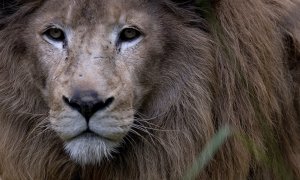 Лев набросился на 15-летнего мальчика в городе Энгельс Саратовской области, подросток госпитализирован