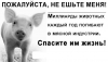 Открытое письмо поросенка Фунтика глупой свинье