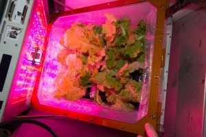 Астронавты вырастили на МКС и собрали урожай капусты