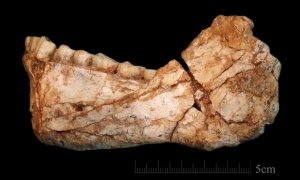 Ученые нашли старейшие останки Homo sapiens