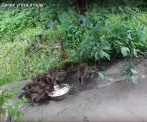 Продолжение: Неожиданное событие. В саду обнаружена дикая утка или гусыня с утятами (8 шт.)