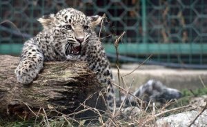 В Дагестане с пляжа убежал леопард