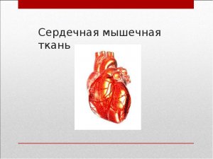 Ученые смогут регенерировать ткани сердца