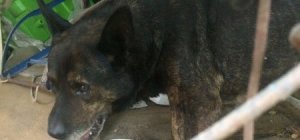 В Ставрополе появился свой Хатико