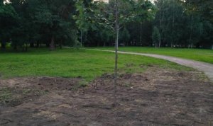 Коммунальные службы в Москве уложили рулонный газон травой вниз и попытались объяснить это