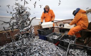 Правительство предложило ввести именные разрешения на улов для рыбаков