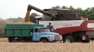 Эксперты зафиксировали в России «Ростовский феномен»