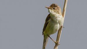 Ученые выяснили, как работает "магнитный компас" птиц