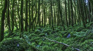 «Мы уже никогда не увидим самшитовых лесов»: экологическая катастрофа на Кавказе