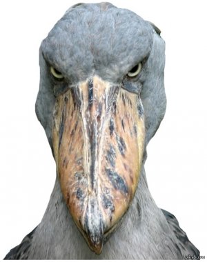 Шнуров написал стих о бакланах, разрушающих крышу стадиона «Санкт-Петербург»