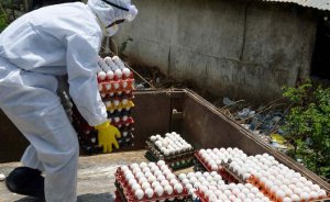 Европа своими ядовитыми яйцами отравила полмира. По заверению Роспотребнадзора, Россия смогла себя обезопасить
