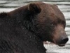 http://lenta.ru/news/2007/08/27/bear/