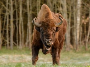 В Германии убили появившегося впервые за 250 лет дикого зубра