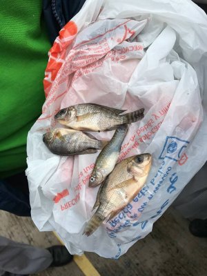 На северо-востоке Мексики прошел дождь из рыб