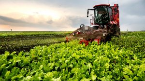 Россия обеспечила себе сладкую жизнь (Импорт сахара-сырца упал в 22 раза)