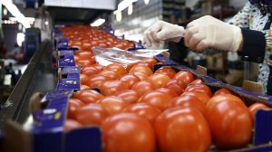 В Россию прибыла первая фура с турецкими томатами