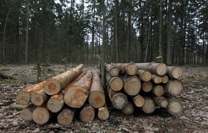 Суд ЕС обязал Польшу платить €100 тыс. штрафа в день за вырубку Беловежской пущи