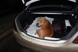 Стаффордширского терьера Рамзеса не выпустили из России. Пёс не прошёл проверку документов