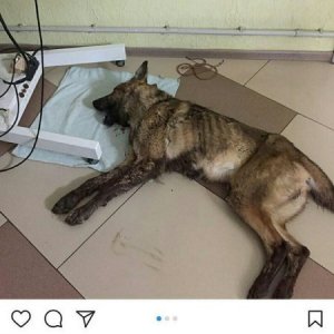 Избитого пса из зоопарка "Берендеево" требуют вернуть обратно