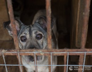 Госдума приняла закон об ужесточении наказания за живодерство