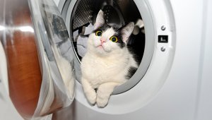В Норвегии кот выжил после 40 минут в работающей стиральной машине