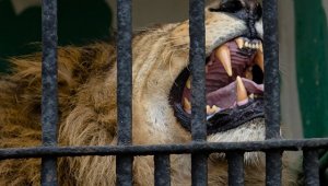 В Дании зоопарки просят приносить им домашних питомцев на корм львам