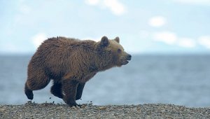 Житель Забайкалья пытался вывезти в Китай почти 500 медвежьих лап