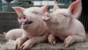 Евросоюз выставил России счет за "незаконное" эмбарго на ввоз свинины