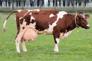 Селян «отблагодарили» за поддержку майдана (Украинским фермерам запретили торговать молоком. На очереди – запрет торговать мясом)