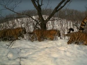 Попались в фотоловушку: парк "Земля леопарда" опубликовал видео о повседневной жизни тигриной семьи