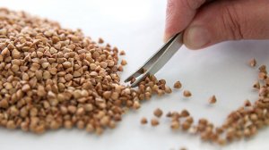 Стандарты на будущее Икра, масло, гречка и рис получили новые эталоны качества