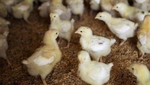Венесуэльскую продовольственную компанию поймали при закапывании живьем миллионов цыплят