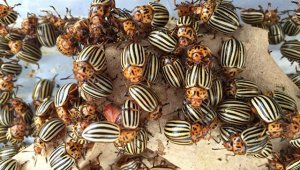 Генетики раскрыли некоторые секреты «суперспособности» колорадских жуков сопротивляться инсектицидам