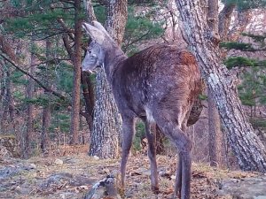 Редкий саблезубый олень впервые попал в фотоловушку нацпарка в Приморье (ВИДЕО)