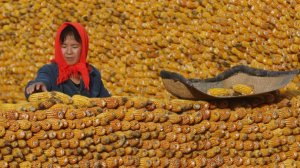 Украинская кукуруза вытесняет американскую с рынка Китая – Reuters