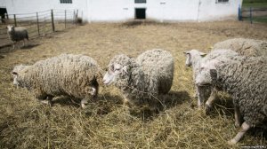 Ученые в США вырастили зародыш овцы с человеческими клетками