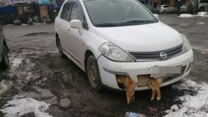 В Таганроге единоросс несколько дней ездил с мертвой собакой в бампере