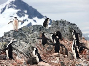 [Пт]  В Антарктиде пингвины растащили оборудование латвийских исследователей