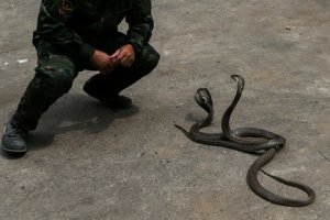 Укротитель змей 33-летний Абу Зарин Хуссин из Малайзии умер от укуса кобры