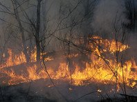 В Забайкалье начались лесные пожары: дома и леса может спасти от огня "только чудо"