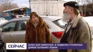 Москвичи обеспокоены судьбой замурованных в подвале котов