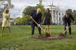 Испарился дуб, подаренный Трампу Макроном