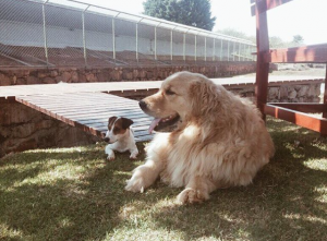 Жена президента Бразилии бросилась в озеро, чтобы спасти собаку