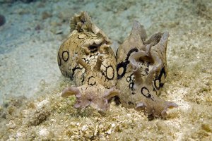 Впервые осуществлена пересадка памяти между живыми существами