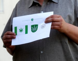 Эстонский муниципалитет Канепи разместит на флаге и гербе изображение каннабиса