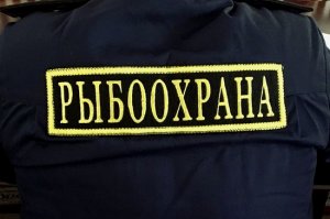 Более полутонны осетровой рыбы изъято у жителя Дагестана